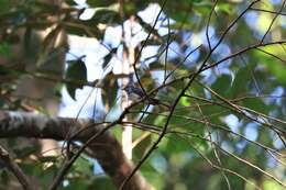 Image of Spotted Fantail