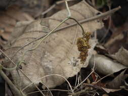 Image of Ampelocissus latifolia (Roxb.) Planch.