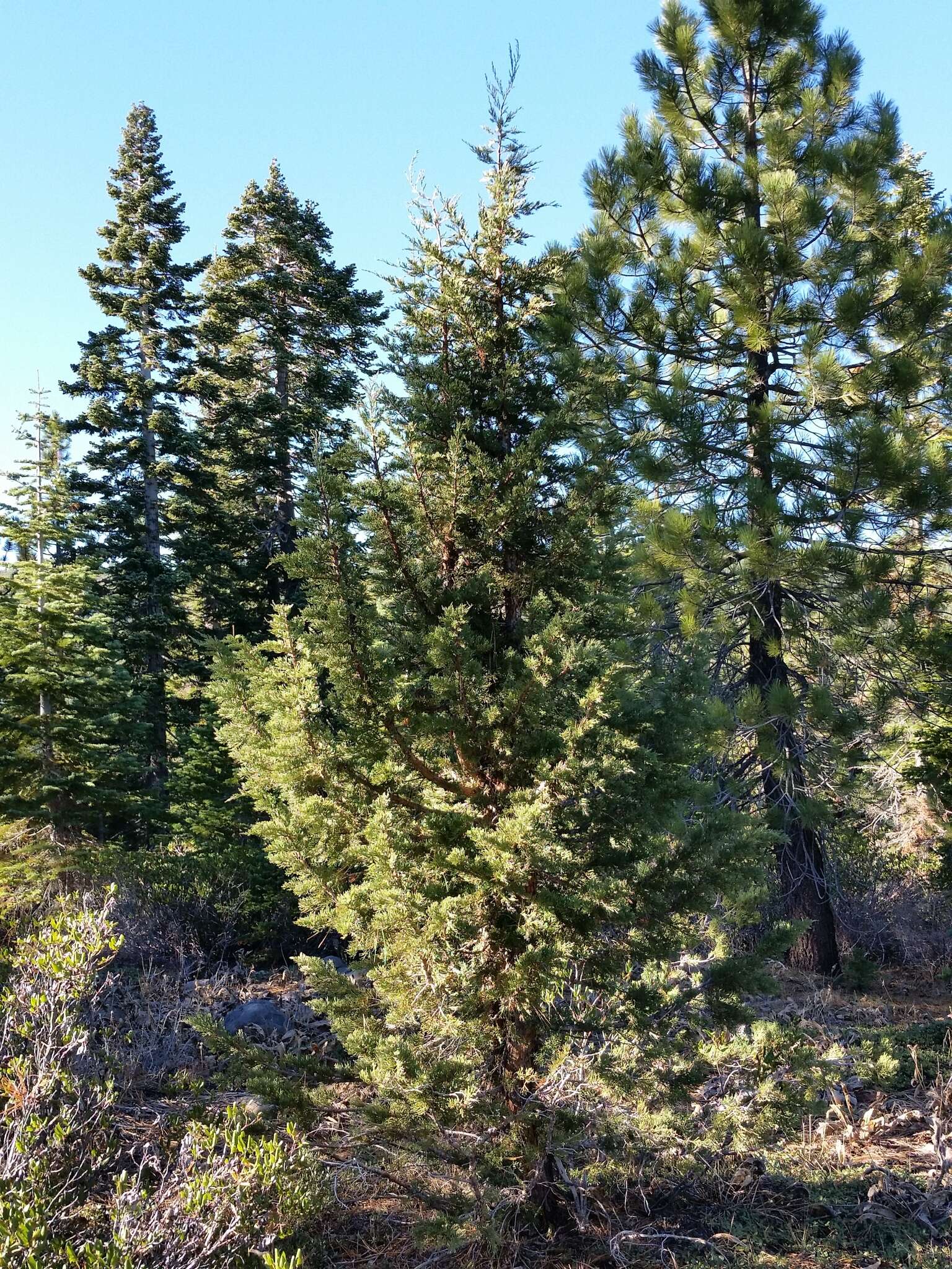 Juniperus occidentalis var. australis (Vasek) P. Lebreton & N. H. Holmgren的圖片