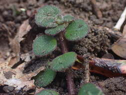 Image de Plectranthus strigosus Benth. ex E. Mey.