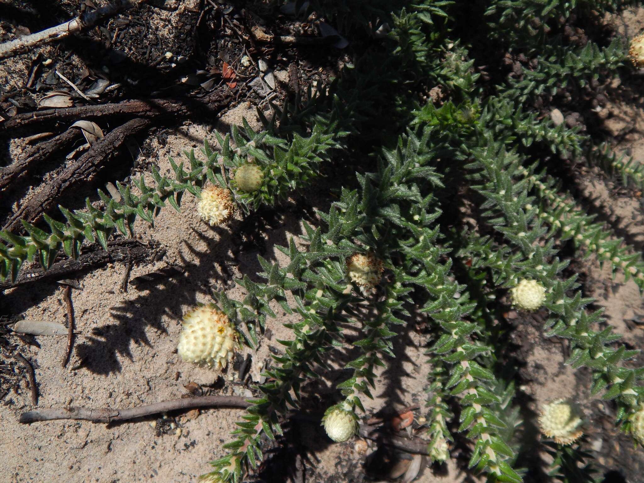 Image of Phylica harveyi (Arn.) Pillans