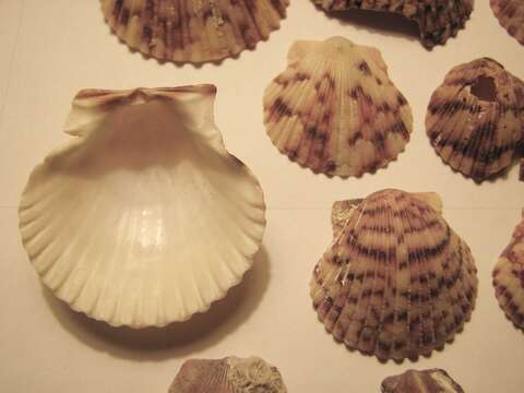 Image of Atlantic Calico scallop