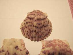 Image of Atlantic Calico scallop