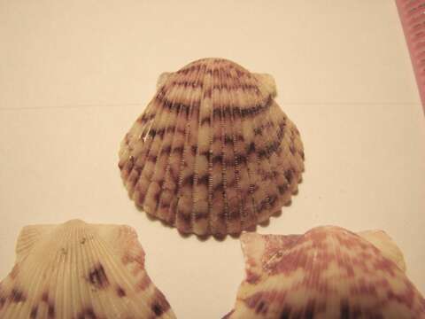 Image of Atlantic Calico scallop