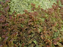 Image of Frullania fragilifolia (Taylor) Gottsche, Lindenb. & Nees