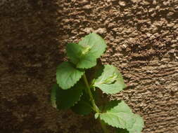 Mecardonia procumbens (Mill.) Small resmi