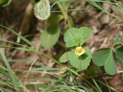 Mecardonia procumbens (Mill.) Small resmi