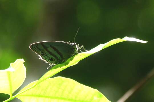 Imagem de Evenus satyroides