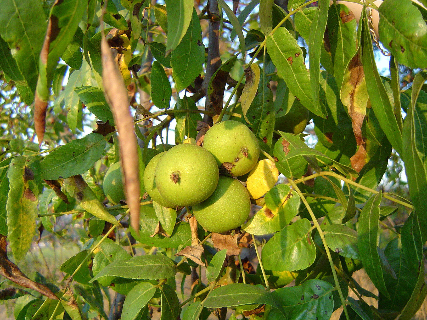 Image de Juglans californica S. Wats.