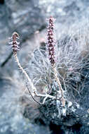 Image of <i>Coleus caudatus</i> E. Downes & I. Darbysh