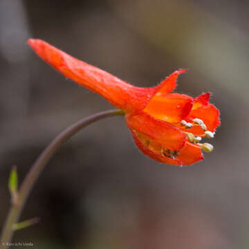 Image of red larkspur