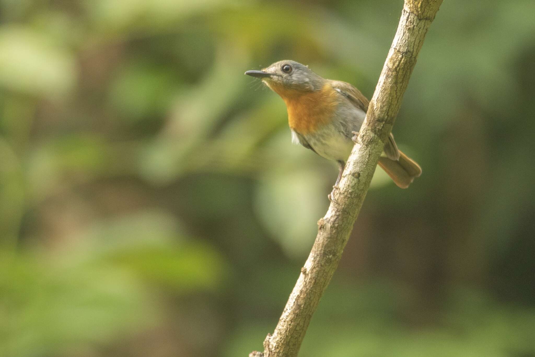 Image of White-bellied Blue Flycatcher