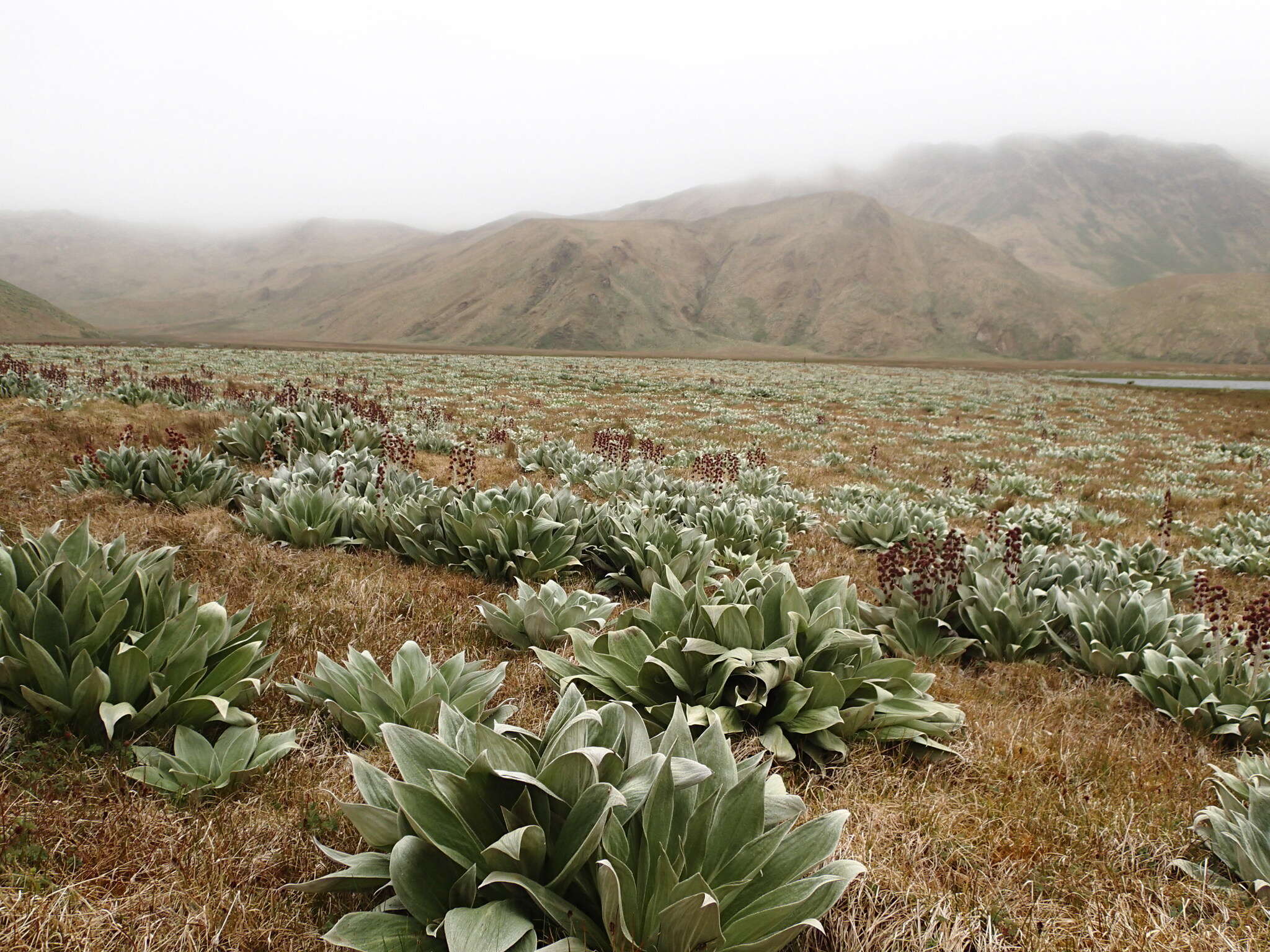 Image of Pleurophyllum hookeri J. Buch.