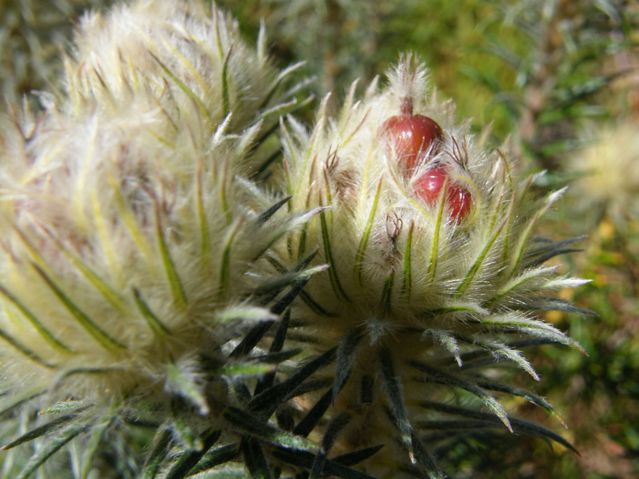 Imagem de Phylica pubescens var. pubescens
