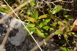 Image of Ochna natalitia (Meissn.) Walp.