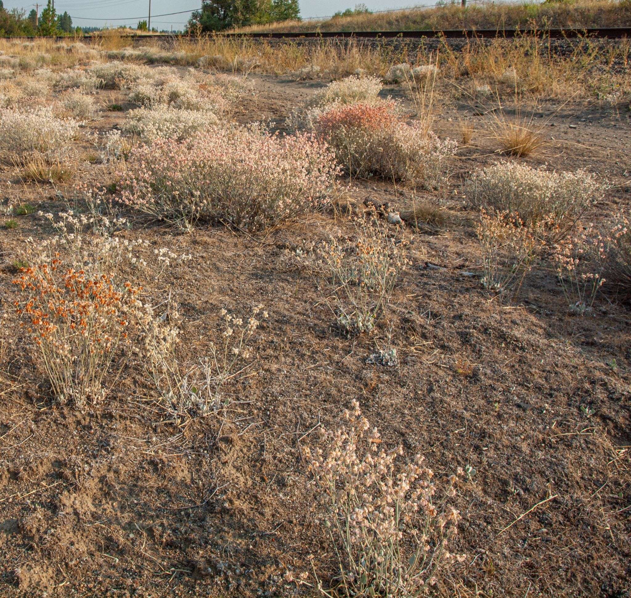 Image of snow buckwheat