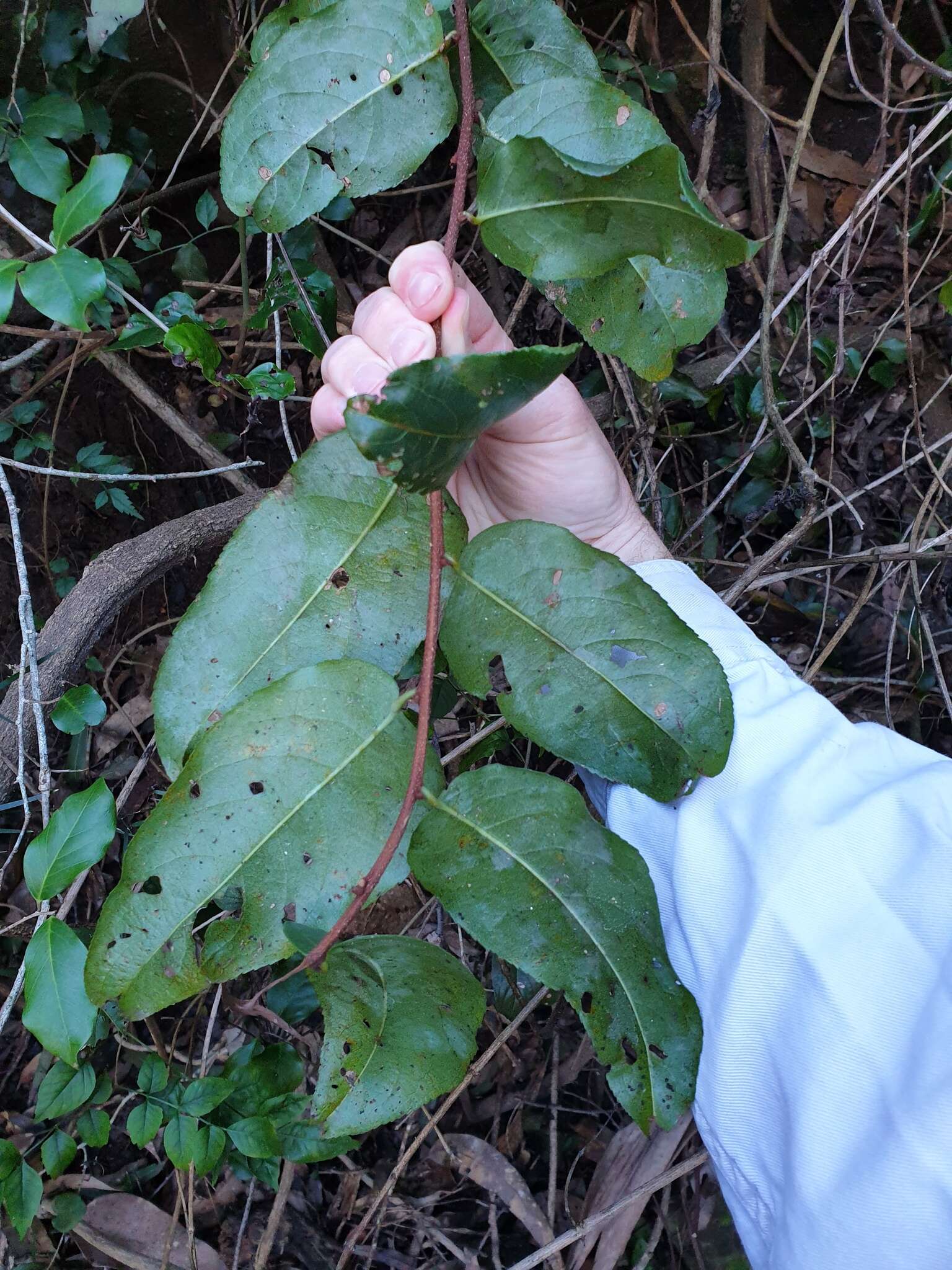 Image de Celastrus subspicatus Hook.