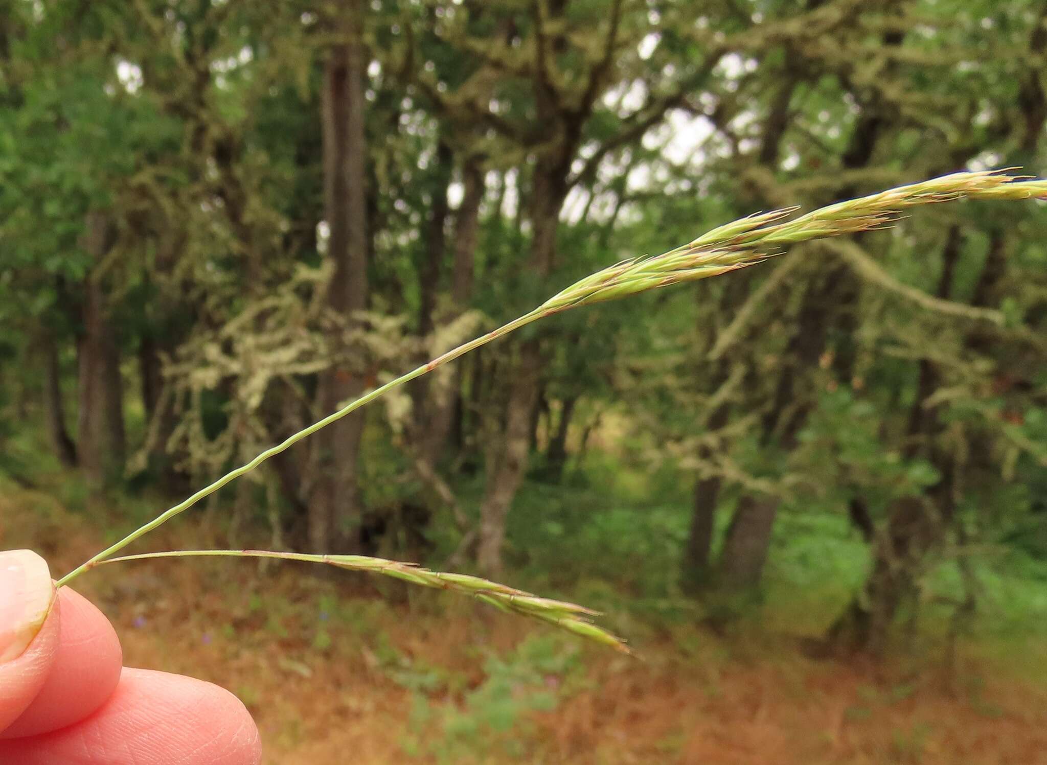 Image of Roemer's fescue