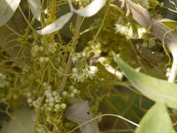 Image of Cuscuta campestris