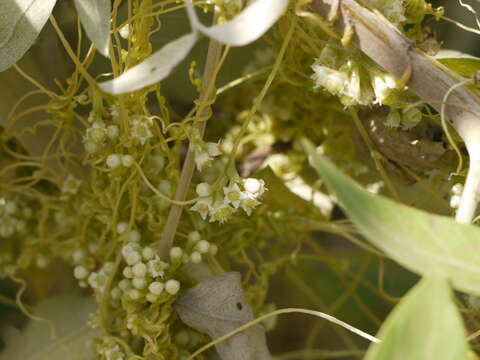 Image of Cuscuta campestris