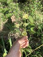 Image of Smilax australis R. Br.