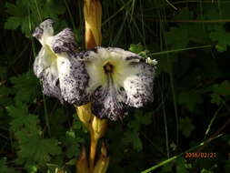 Image of Harveya speciosa Bernh.