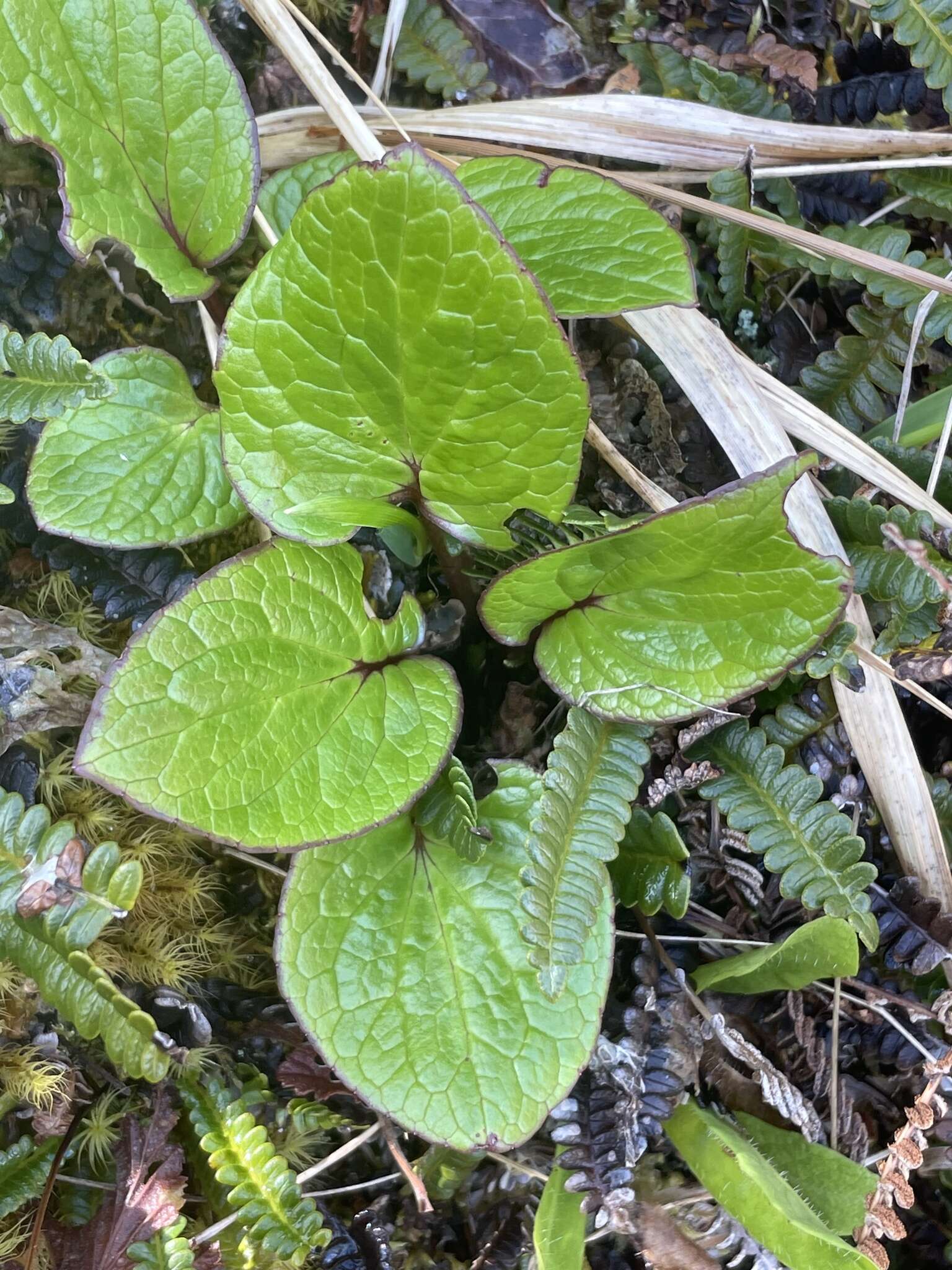 Image of Valeriana lapathifolia Vahl