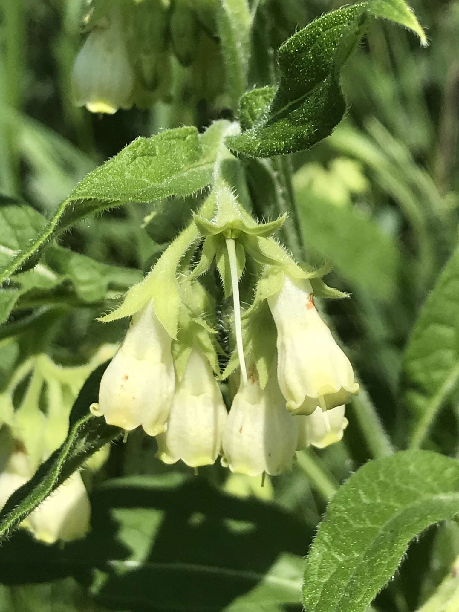 Symphytum officinale subsp. bohemicum (F. W. Schmidt) Celak.的圖片