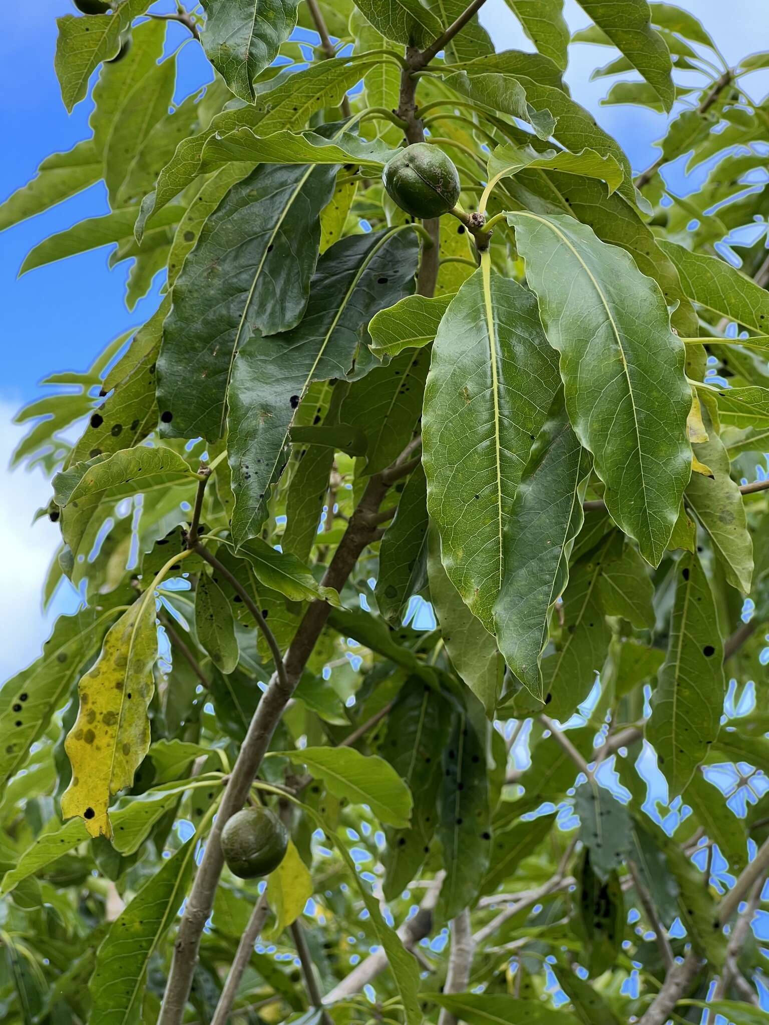 Sivun Pittosporum arborescens Rich ex A. Gray kuva