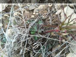 Image de Anemone tuberosa var. texana M. Enquist & B. Crozier