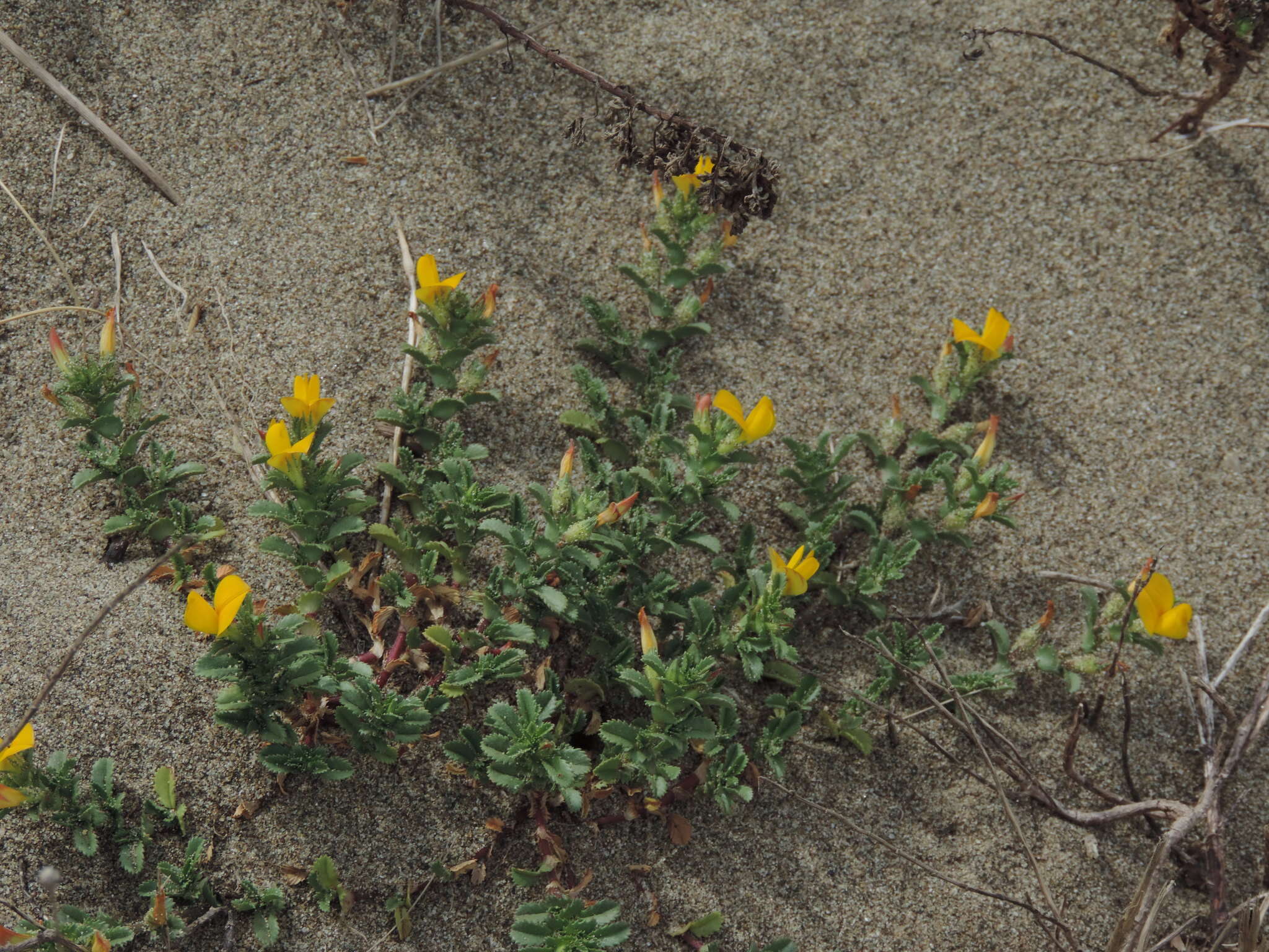 Ononis variegata L.的圖片