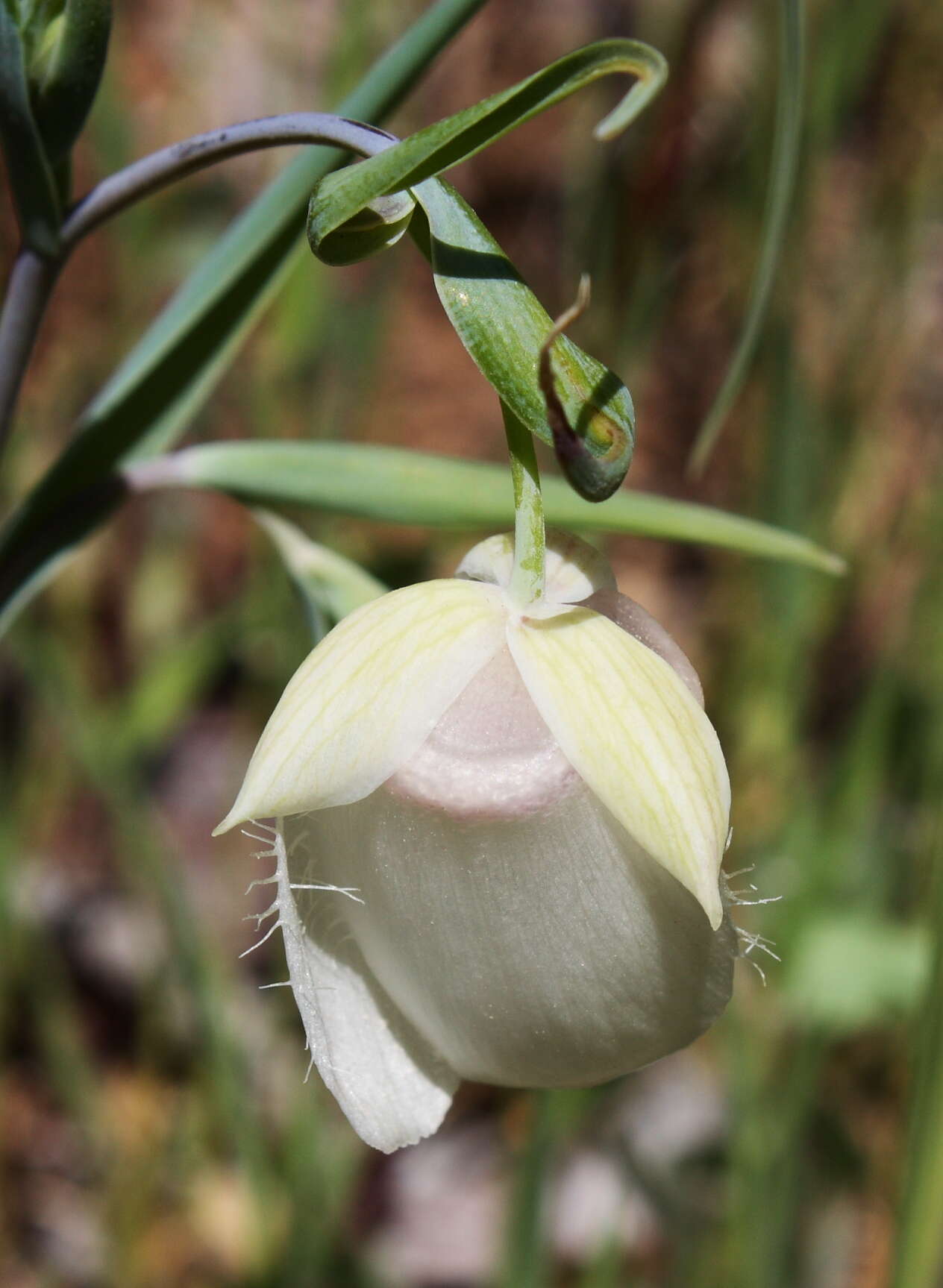 Imagem de Calochortus albus (Benth.) Douglas ex Benth.