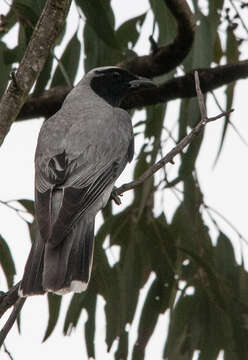 Image of Black-faced Cuckoo-shrike