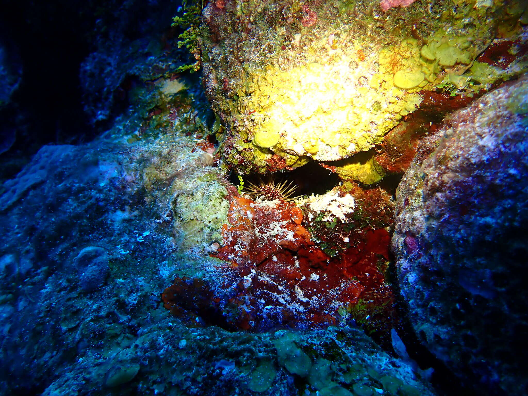 Image of reef urchin