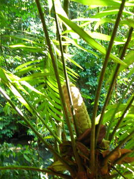 Image of Zamia fairchildiana L. D. Gómez