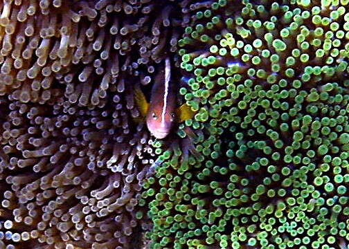 Image of Clown fish