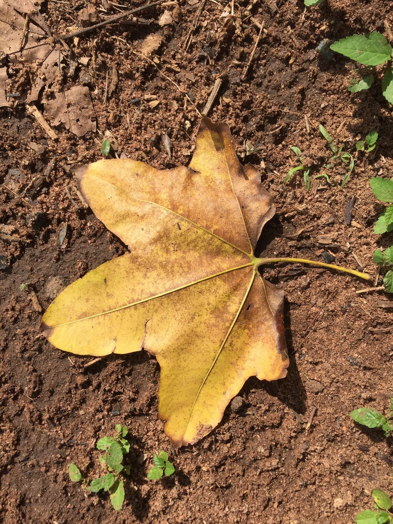 Image of African Maple