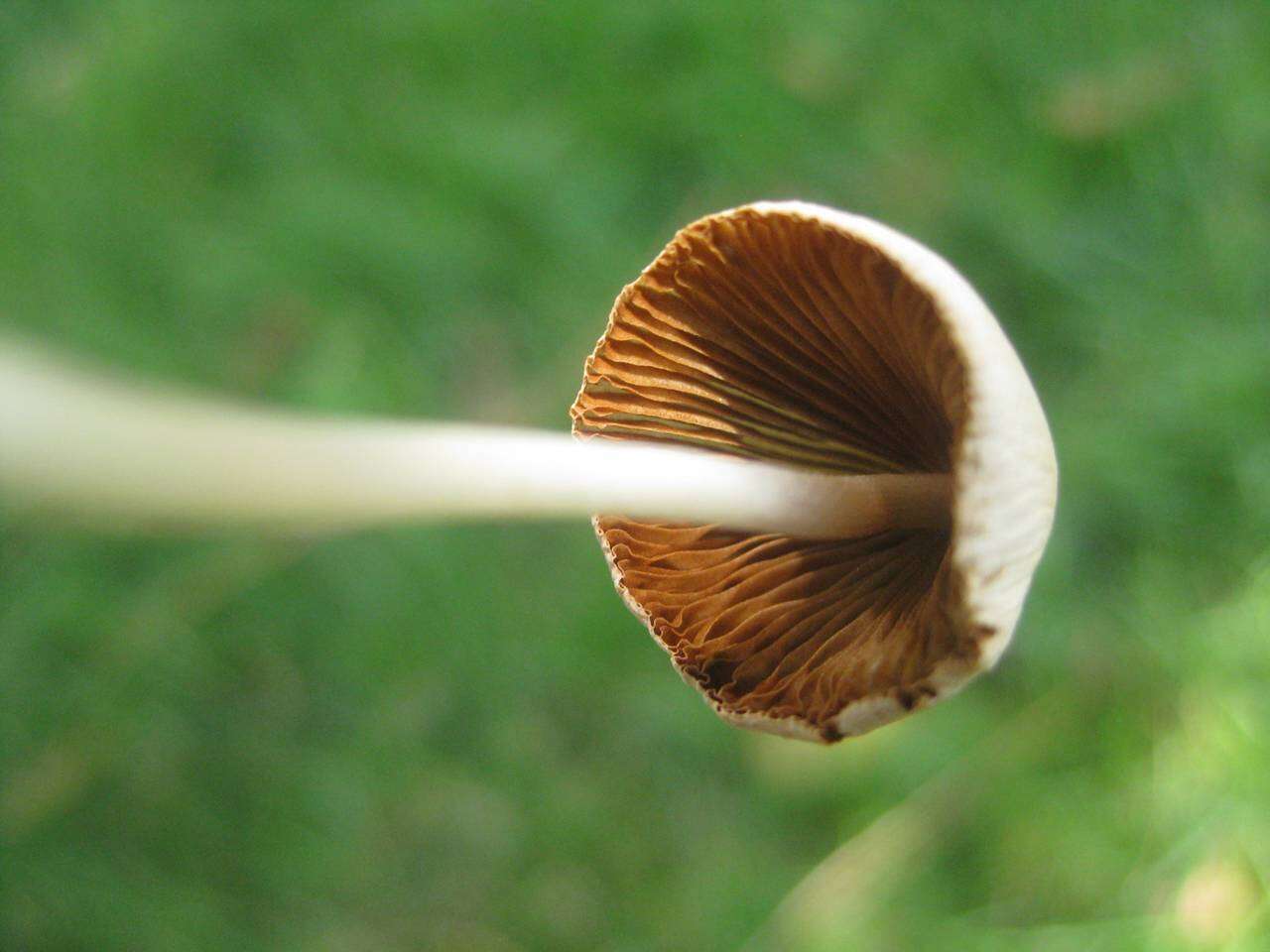 Image of White Dunce Cap