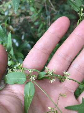 Image of MacCart's swallow-wort