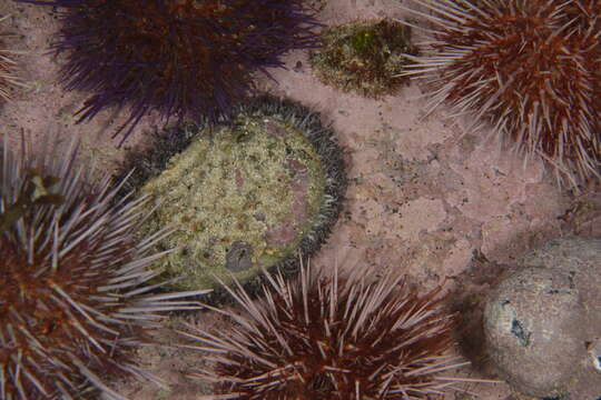 Image of Midas Ear Abalone