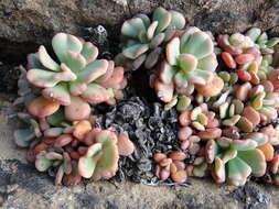 Imagem de Sedum rubiginosum