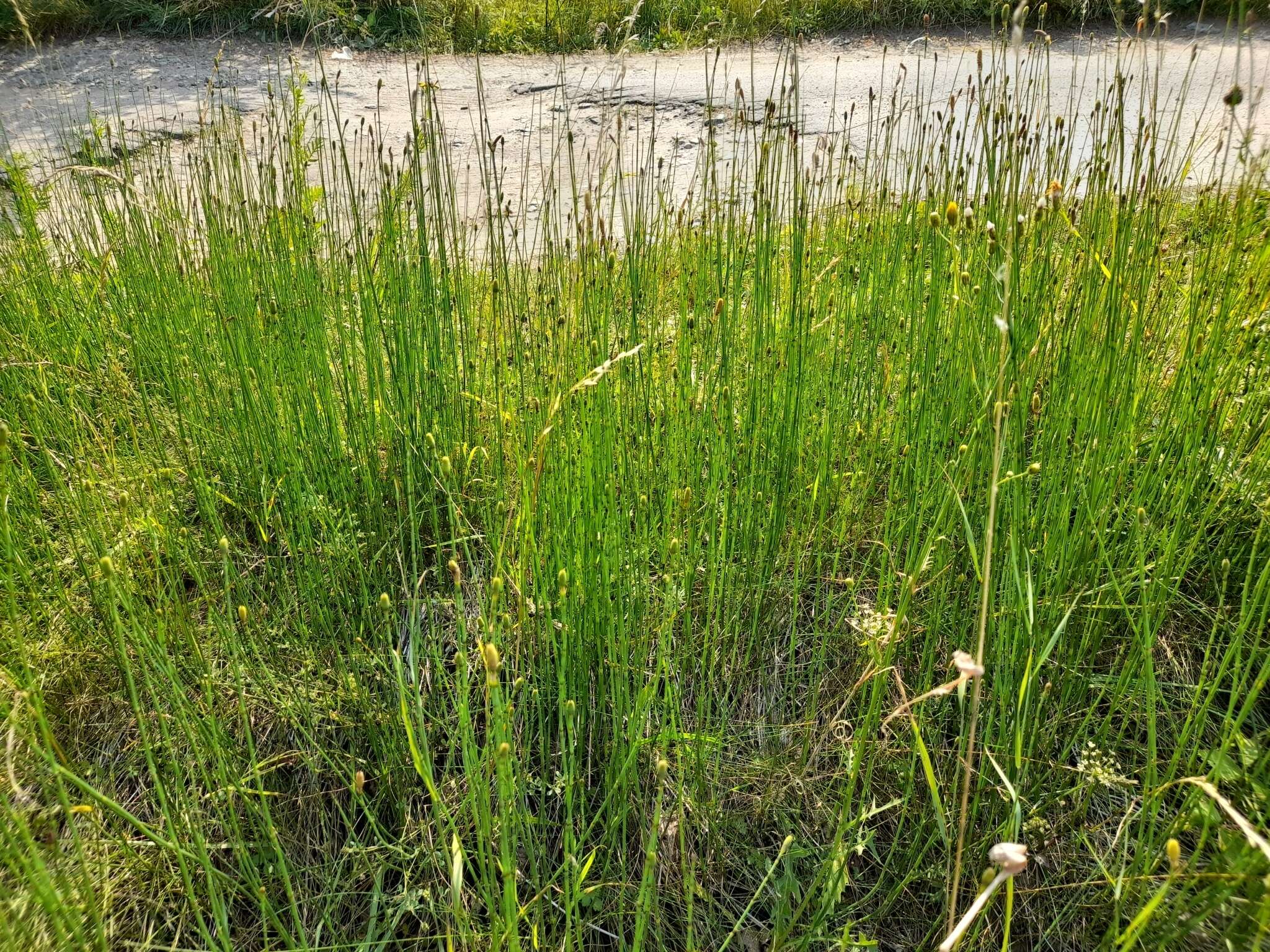 Image of Equisetum moorei Newm.