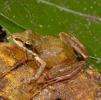 Image of Madagascar Frogs