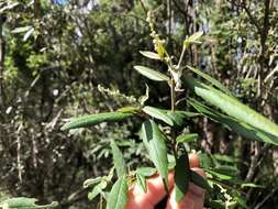 Imagem de Croton stigmatosus F. Muell.