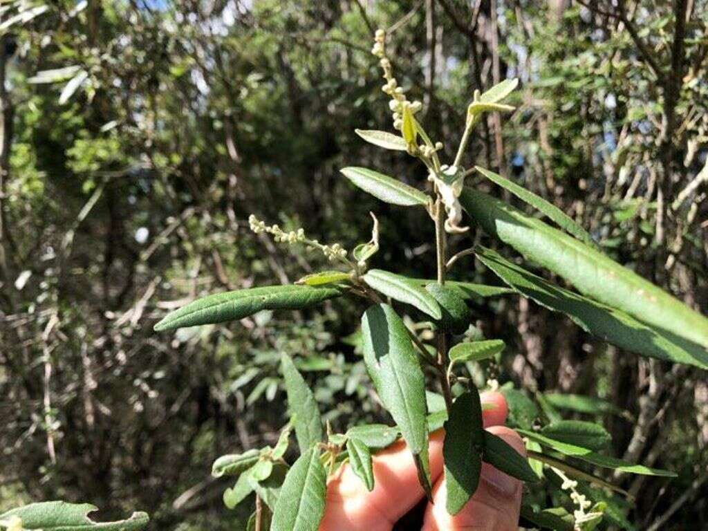 Sivun Croton stigmatosus F. Muell. kuva