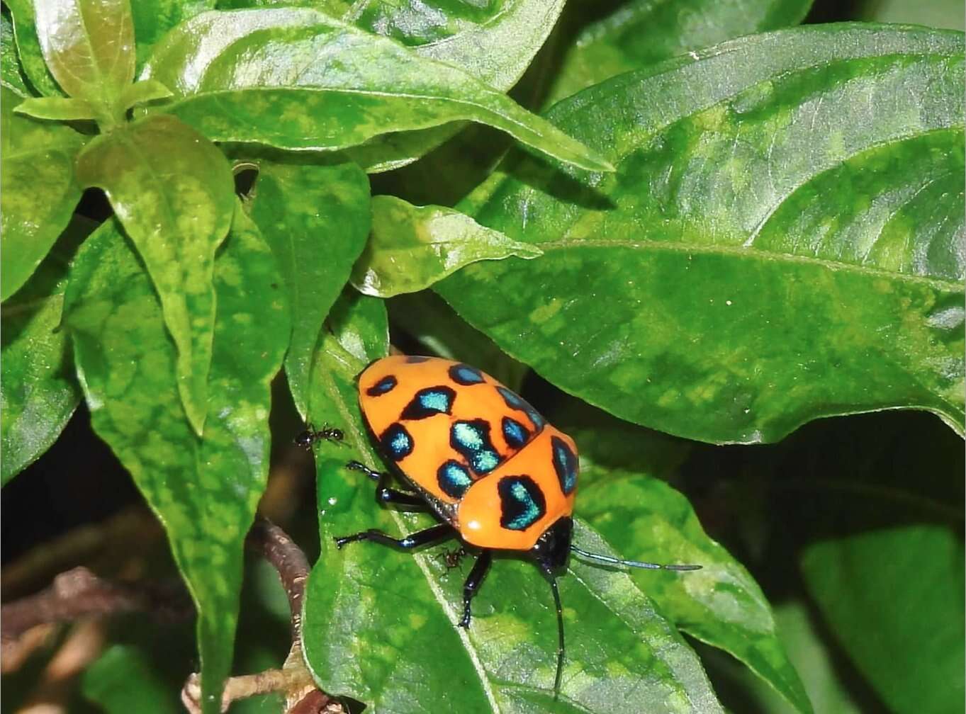 Слика од <i>Poecilocoris druraei</i>