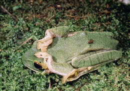 Image of Bright-eyed frog