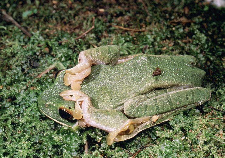 Image of Bright-eyed frog