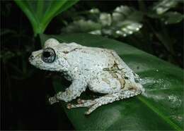 Image of Lichen treefrog