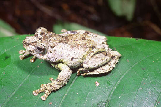 Image of Lichen treefrog